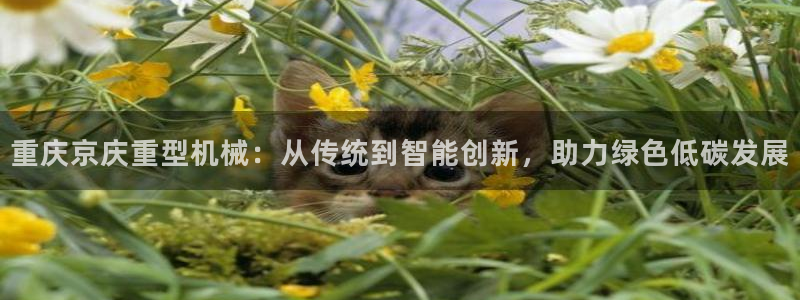 菲律宾龙八国际杀猪