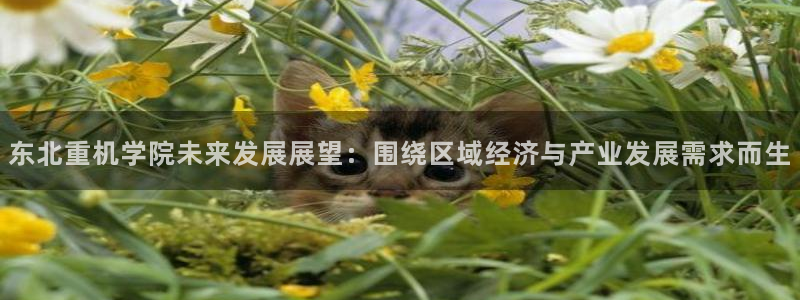 龙八国际是干什么的